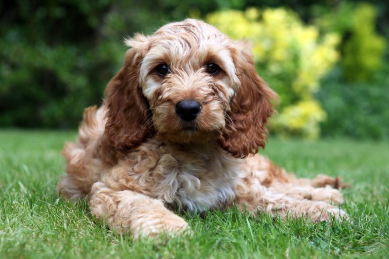 Cockapoo lying on grass looking at camera