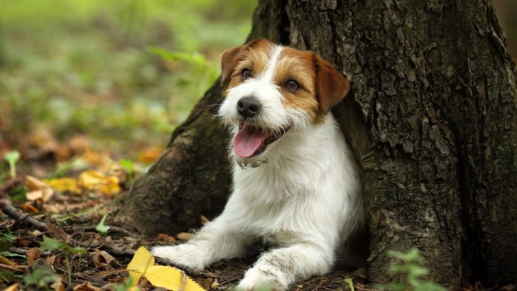 13 Best Jack Russell Breeders In The US