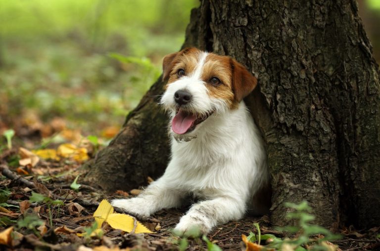 happy Jack Russell Terrier