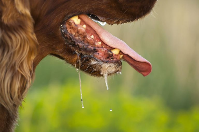 dog drooling
