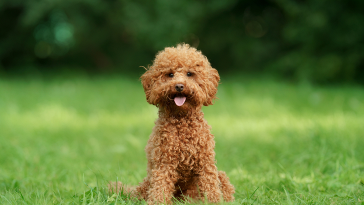 13 Poodle Breeders In Texas: Nothing Unlucky Here