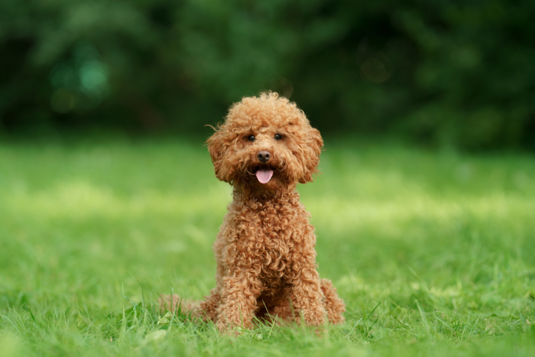 A poodle is standing on the grass