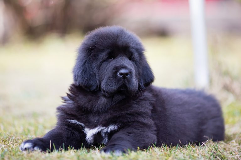 black tibetan mastiff puppy