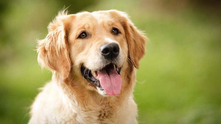 16 Best Examples Of Dogs That Look Like A Golden Retriever