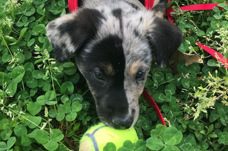 cute dog playing with ball