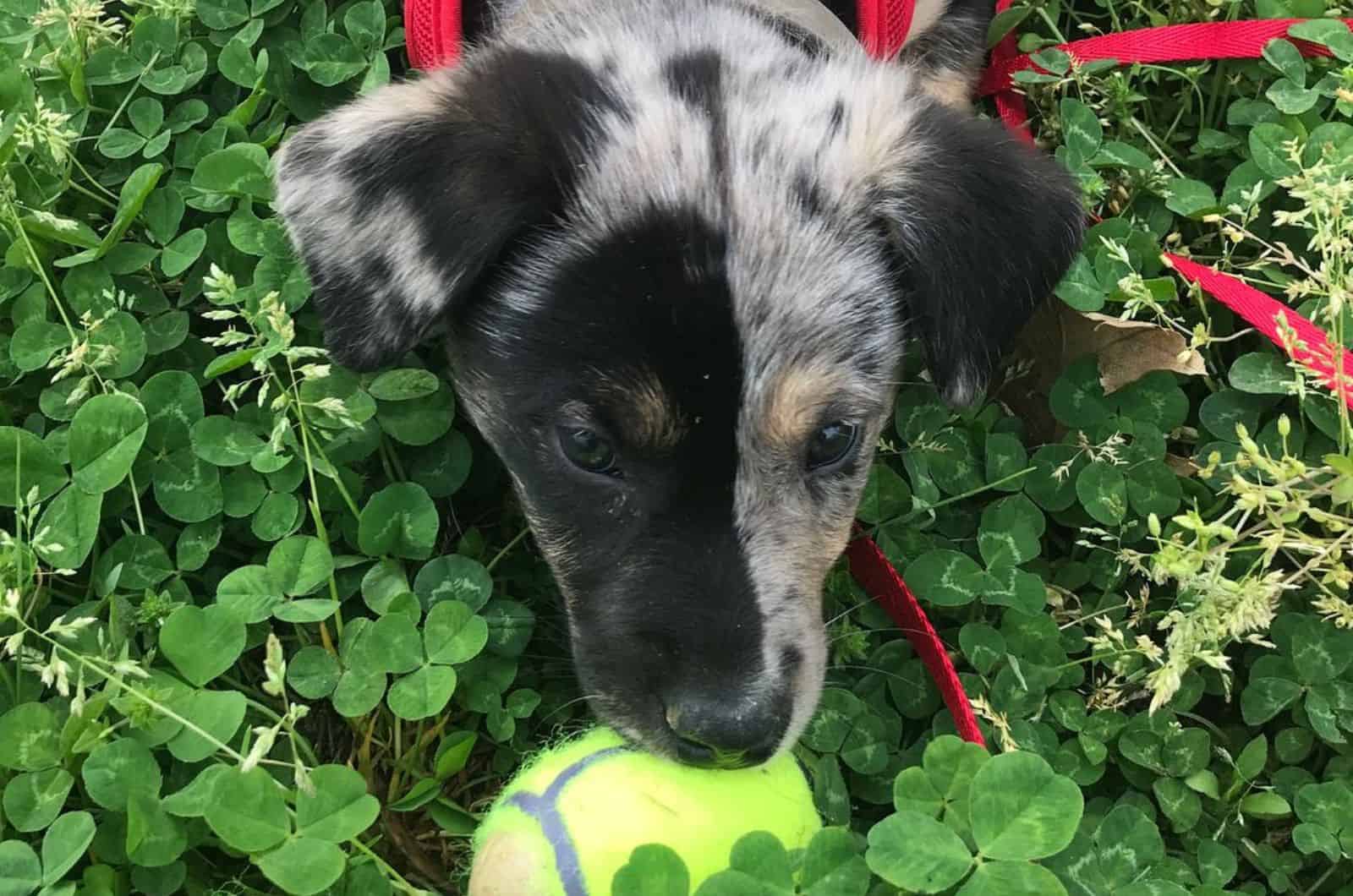 cute dog playing with ball