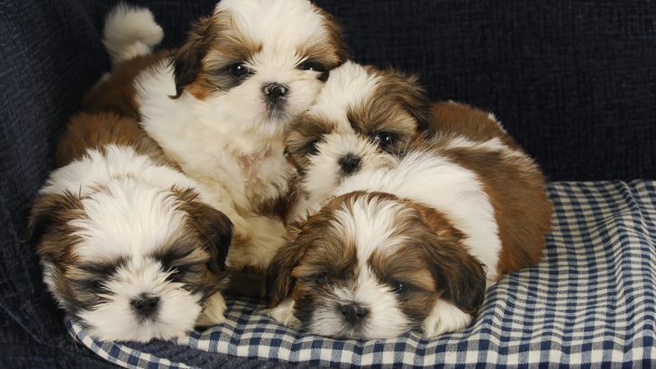 19 Best Shih Tzu Breeders In Florida