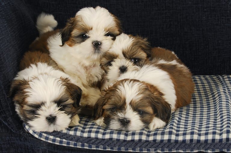 four shih tzu puppies laying on dog bed