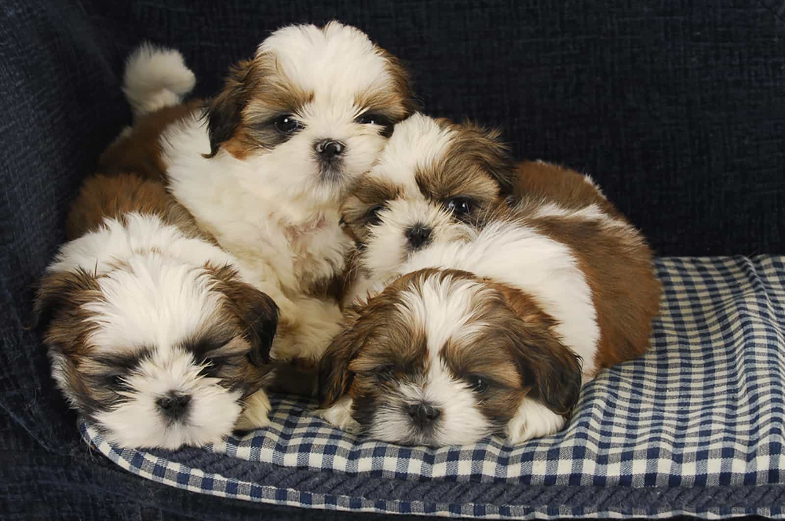 four shih tzu puppies laying on dog bed