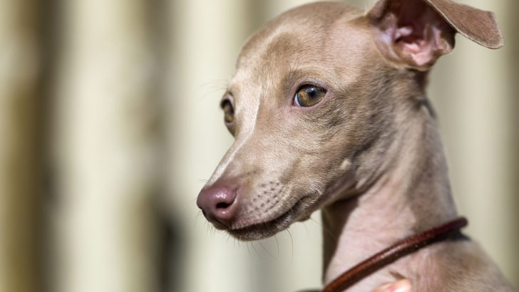 19 Dog Breeds With Rose Ears – A Rose For Everyone’s Garden