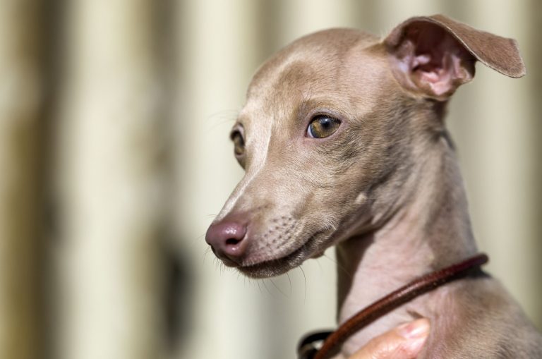 italian greyhound