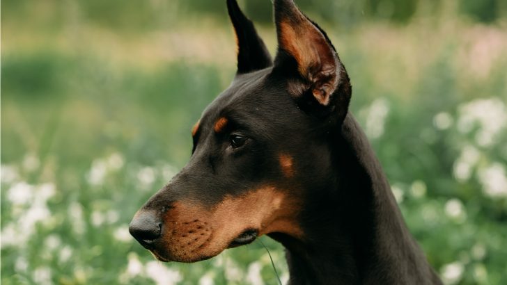 19 Dogs That Look Like Dobermans –  Power And Beauty In One