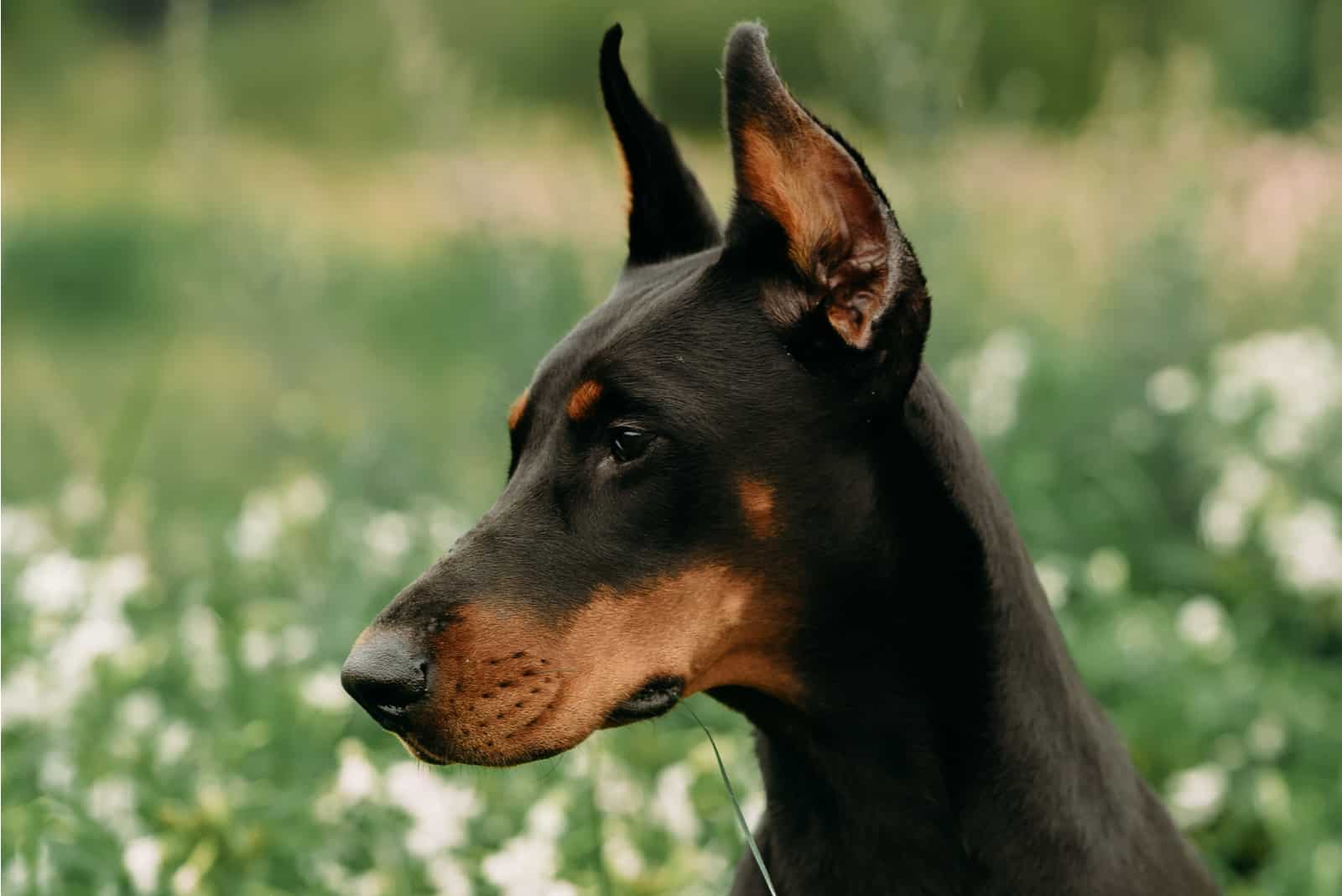 do dobermans need a lot of attention