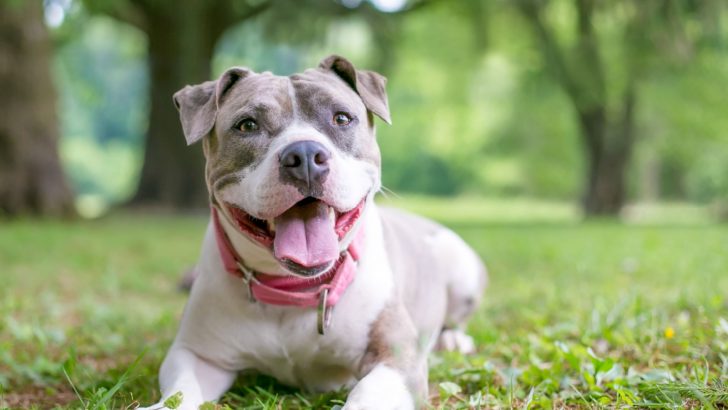 19 Fascinating Staffordshire Bull Terrier Colors