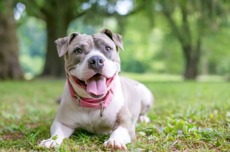 staffordshire bull terrier resting