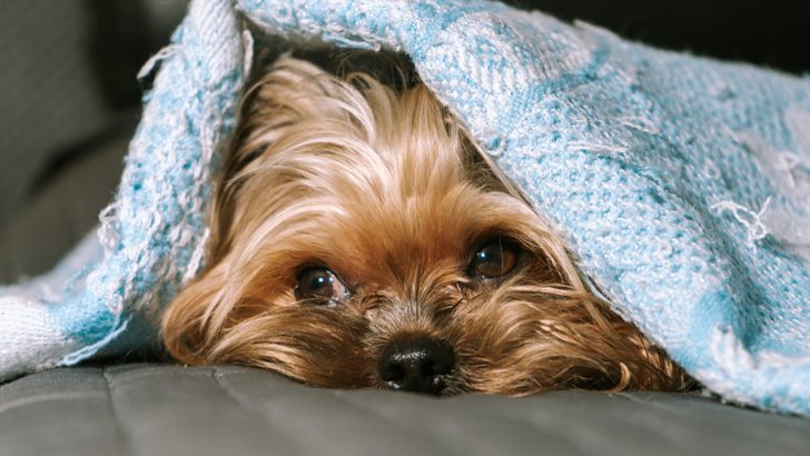 19 Shy Dog Breeds: Meet The Timid Side Of Our Furry Friends