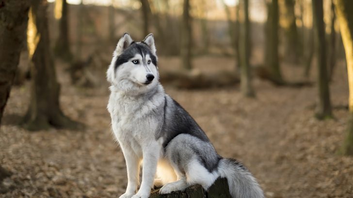 22 Spectacular Dogs That Look Like Huskies