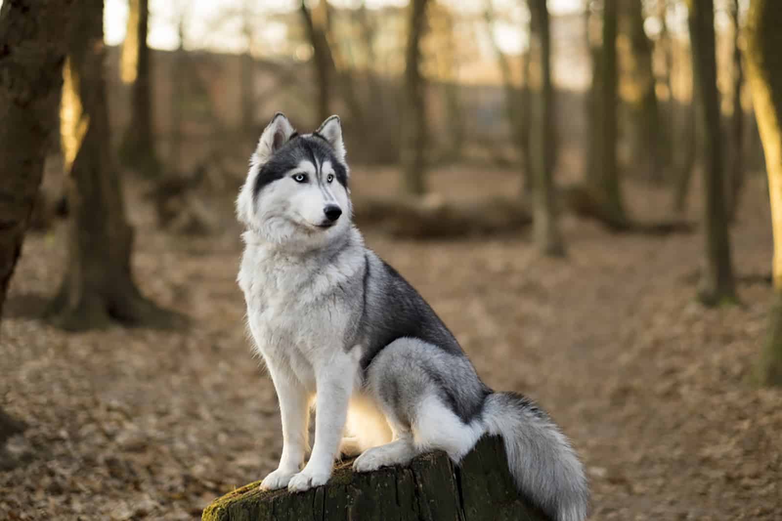 22 Spectacular Dogs That Look Like Huskies