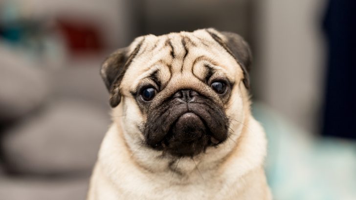 225 Pug Names All Better Than Doug