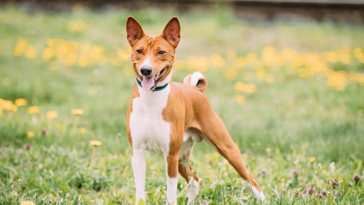 23 Most Interesting Basenji Mixes — It’s Yodel Time