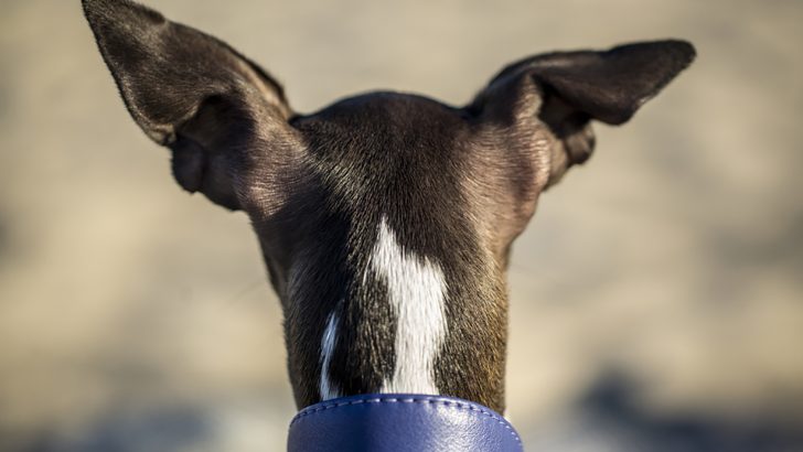 24 Dogs With Pointy Ears That Really Are On Point