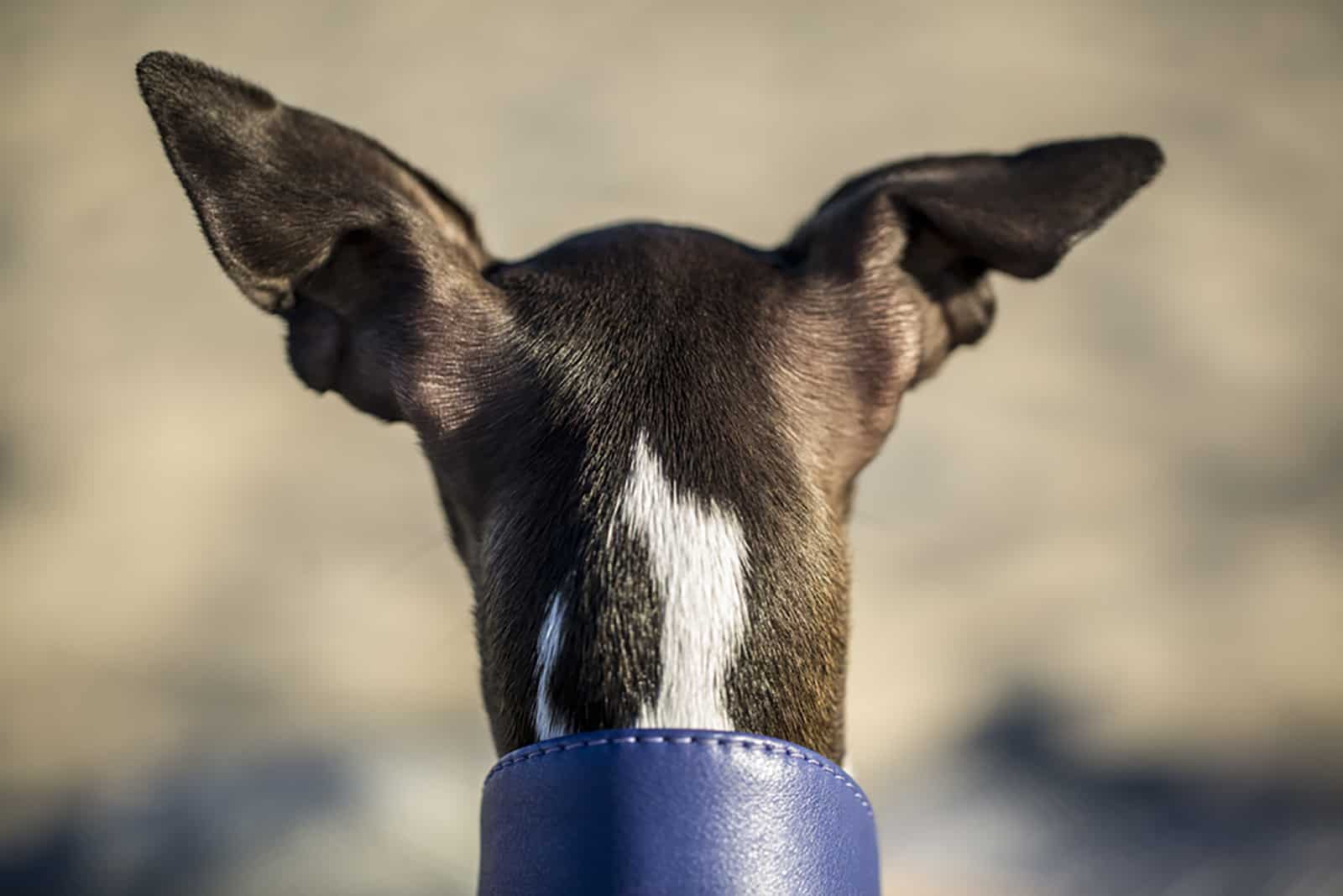 back view of a pointy-eared dog