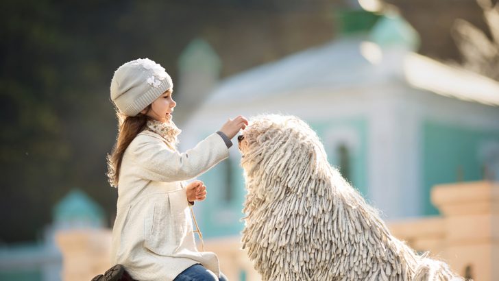 25 Big Hypoallergenic Dogs: Going Big Against Allergies