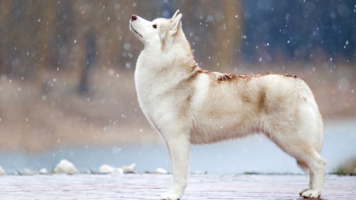 25 Different Types Of Huskies That Will Blow You Away
