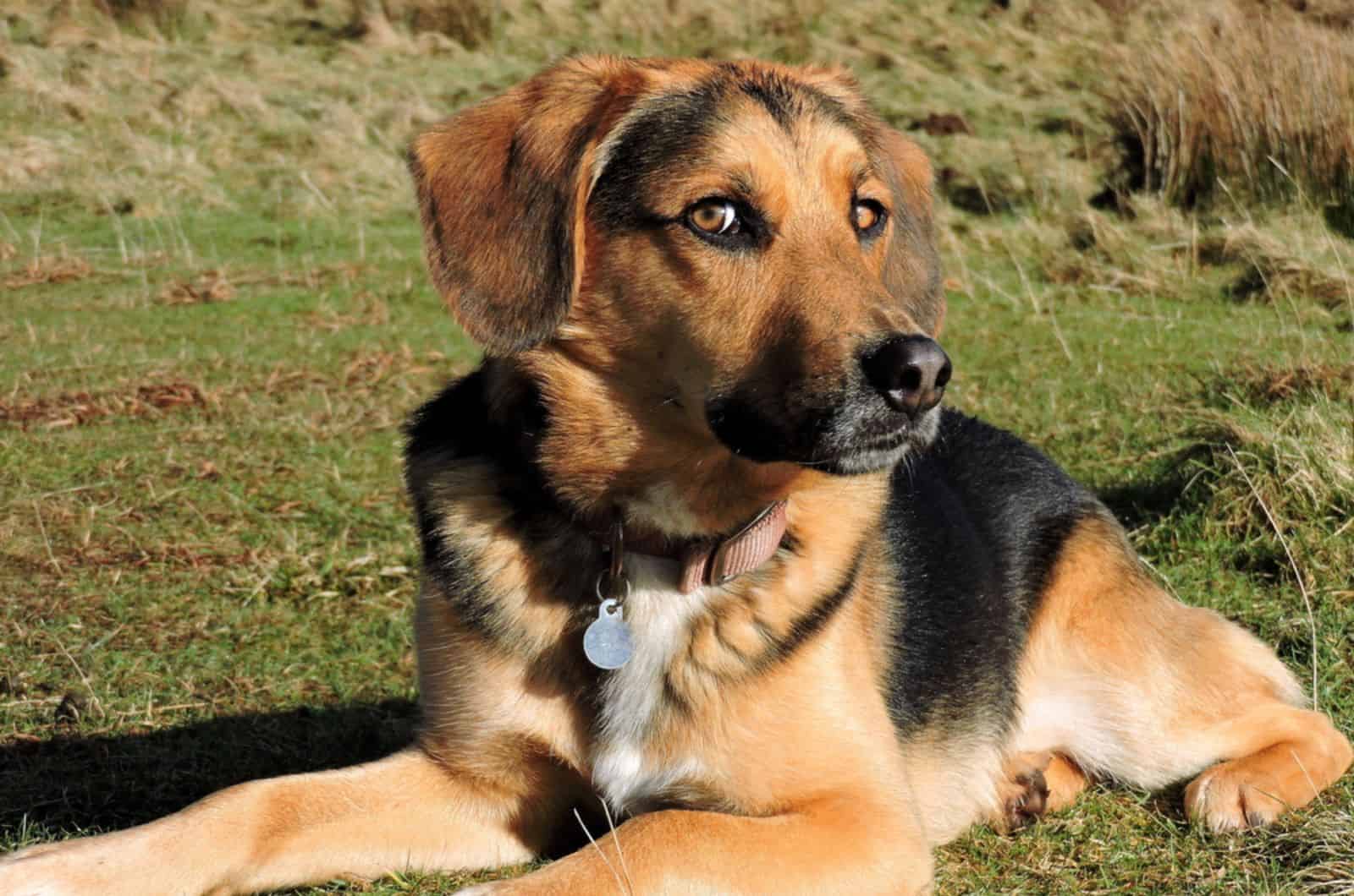 german shepherd beagle mix