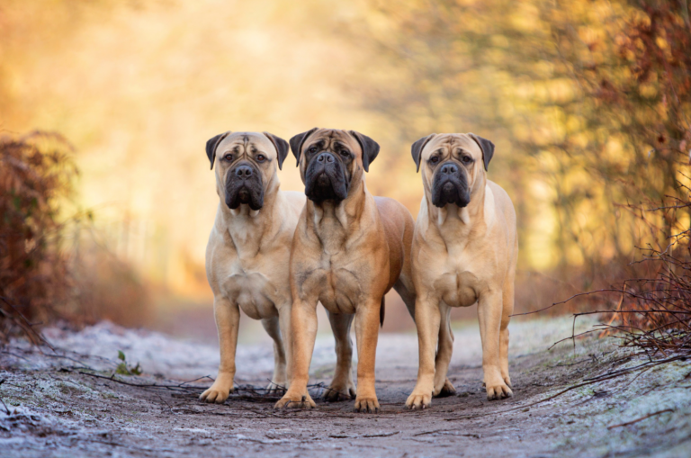 three bullmastiffs