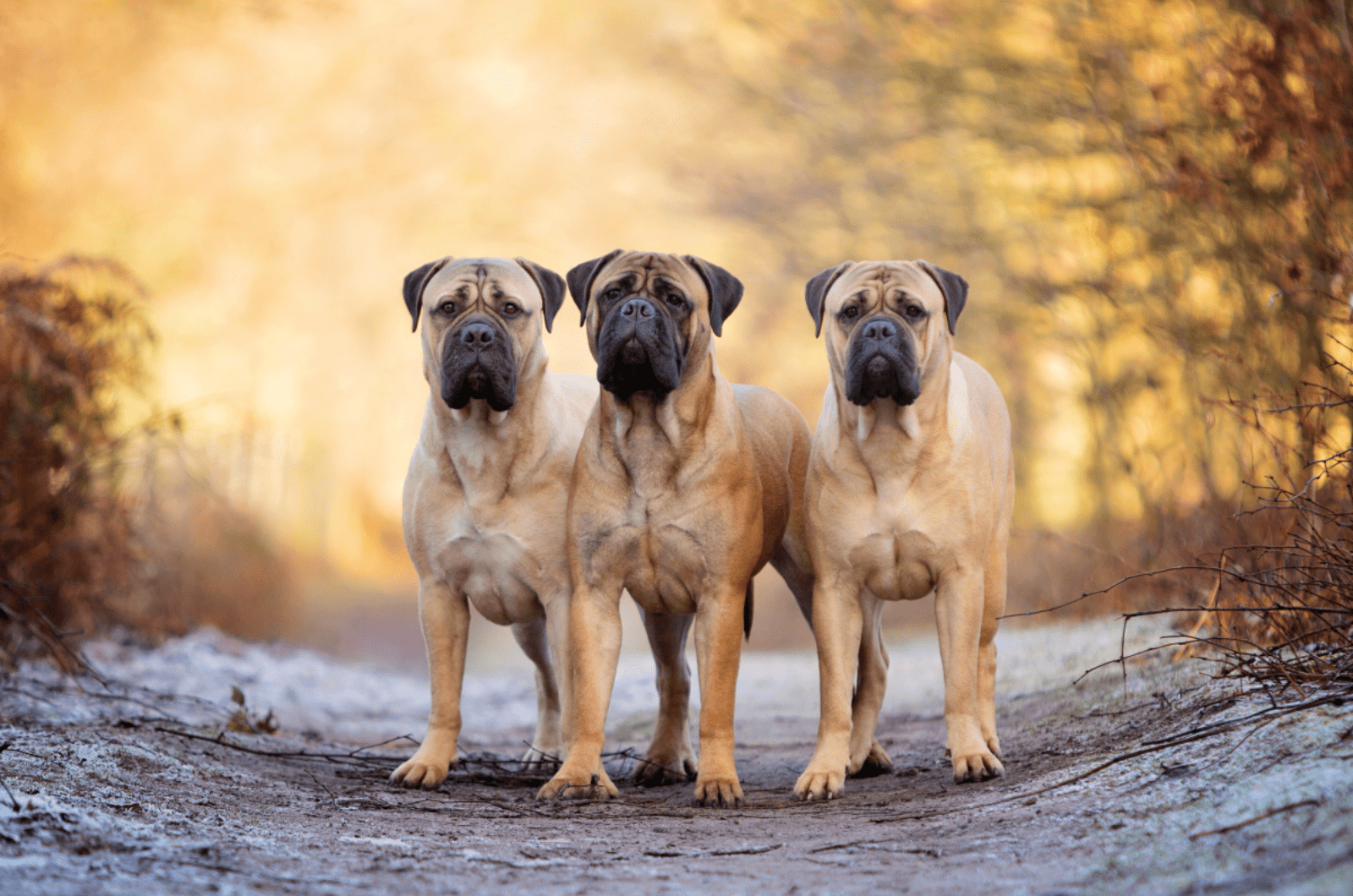 29 Best Mastiff Breeds That Can Be Good Family Pets