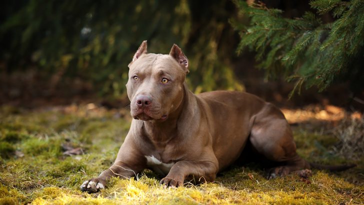 3 Pitbull Breeders In Ontario