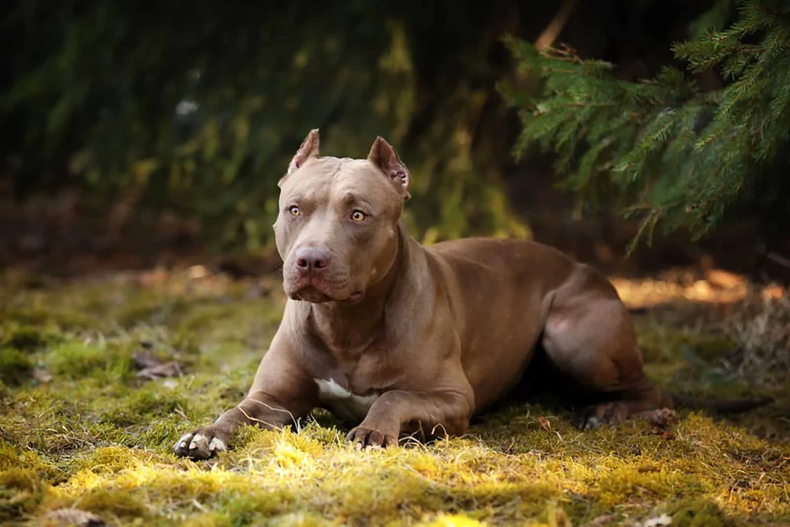 american pitbull terrier dog in nature