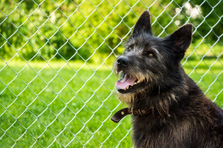 dog standing by Chicken Wire Dog Fence
