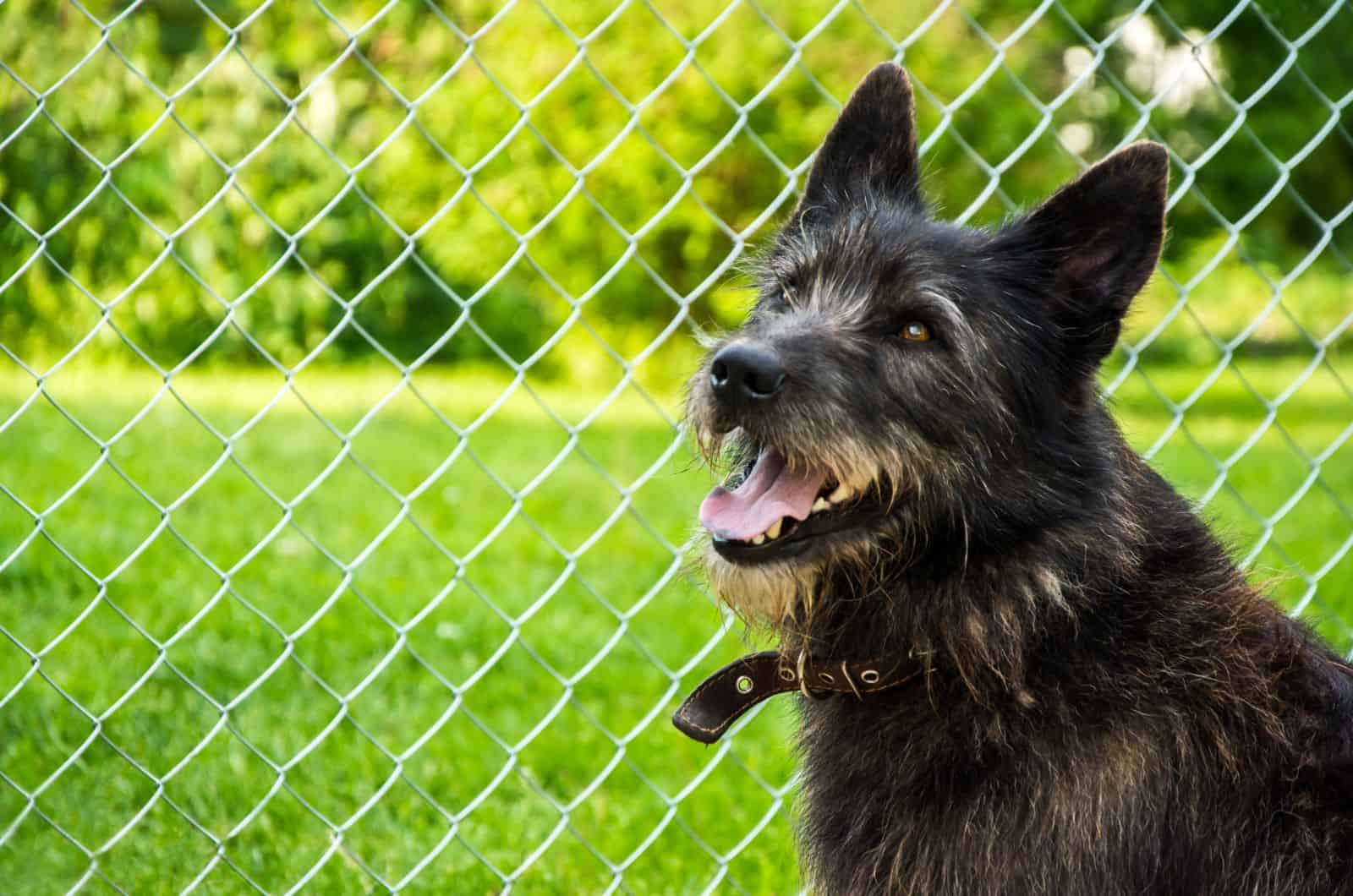 4 Steps To A Chicken Wire Dog Fence For Your Canine Houdini