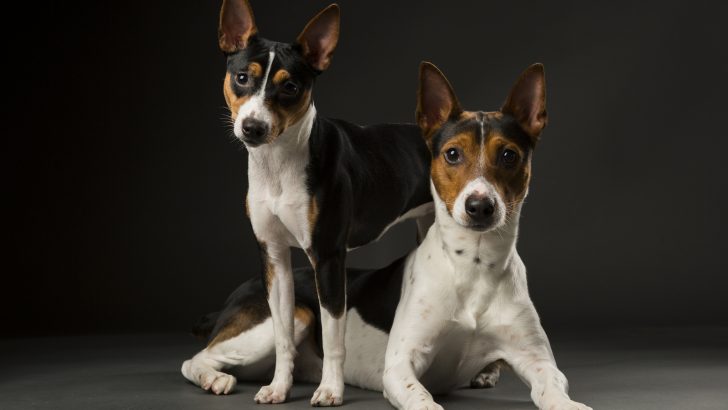 40 Rat Terrier Mixes You Never Thought Were Real