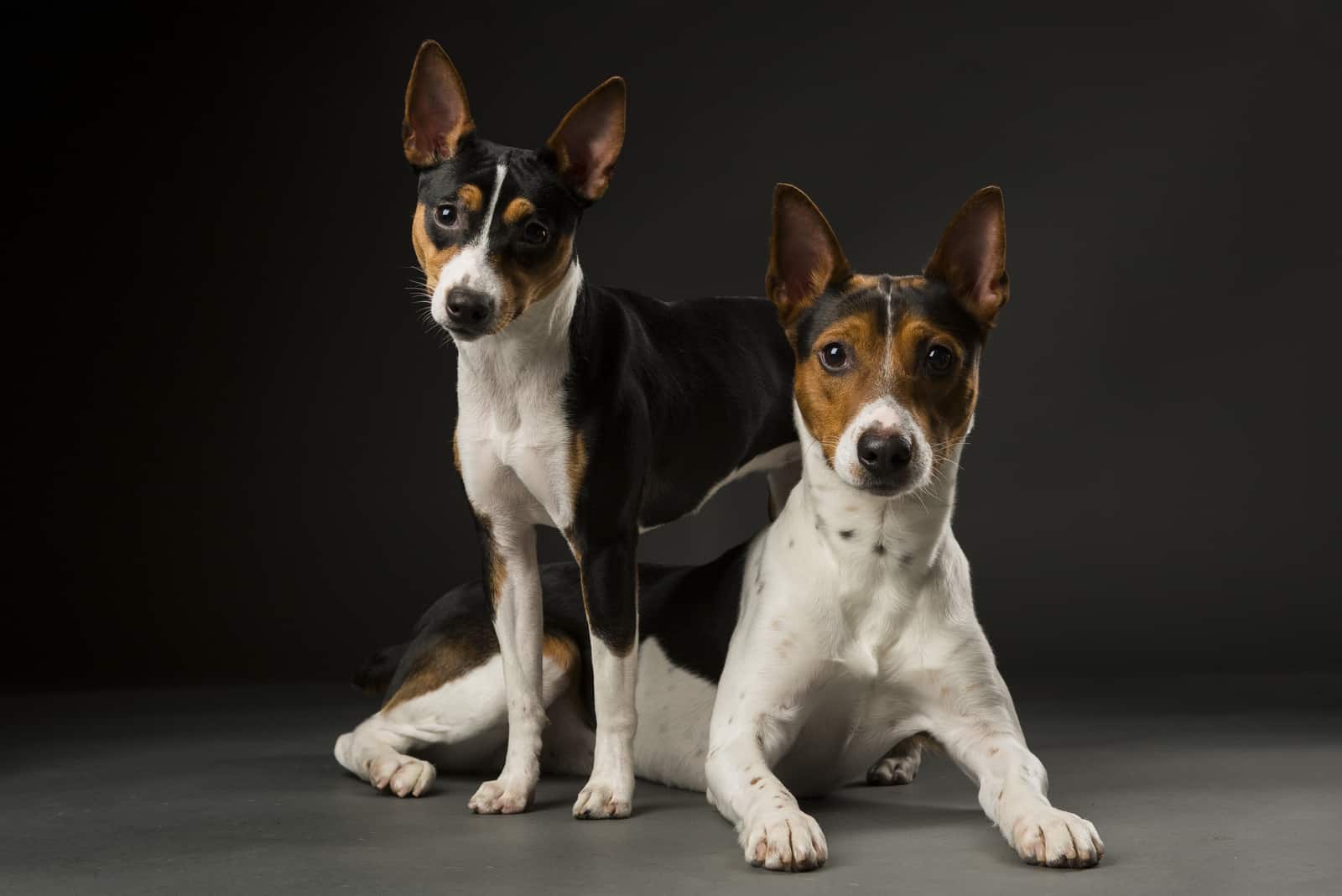 two rat terriers