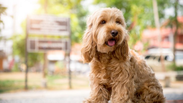 5 Best Cockapoo Breeders In New Jersey You Cannot Say No To