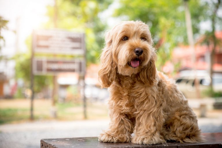 Cockapoo sitting outside