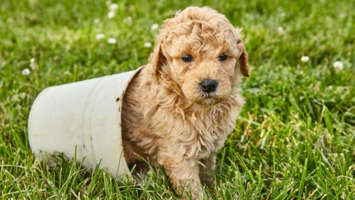5 Best Goldendoodle Breeders In Illinois