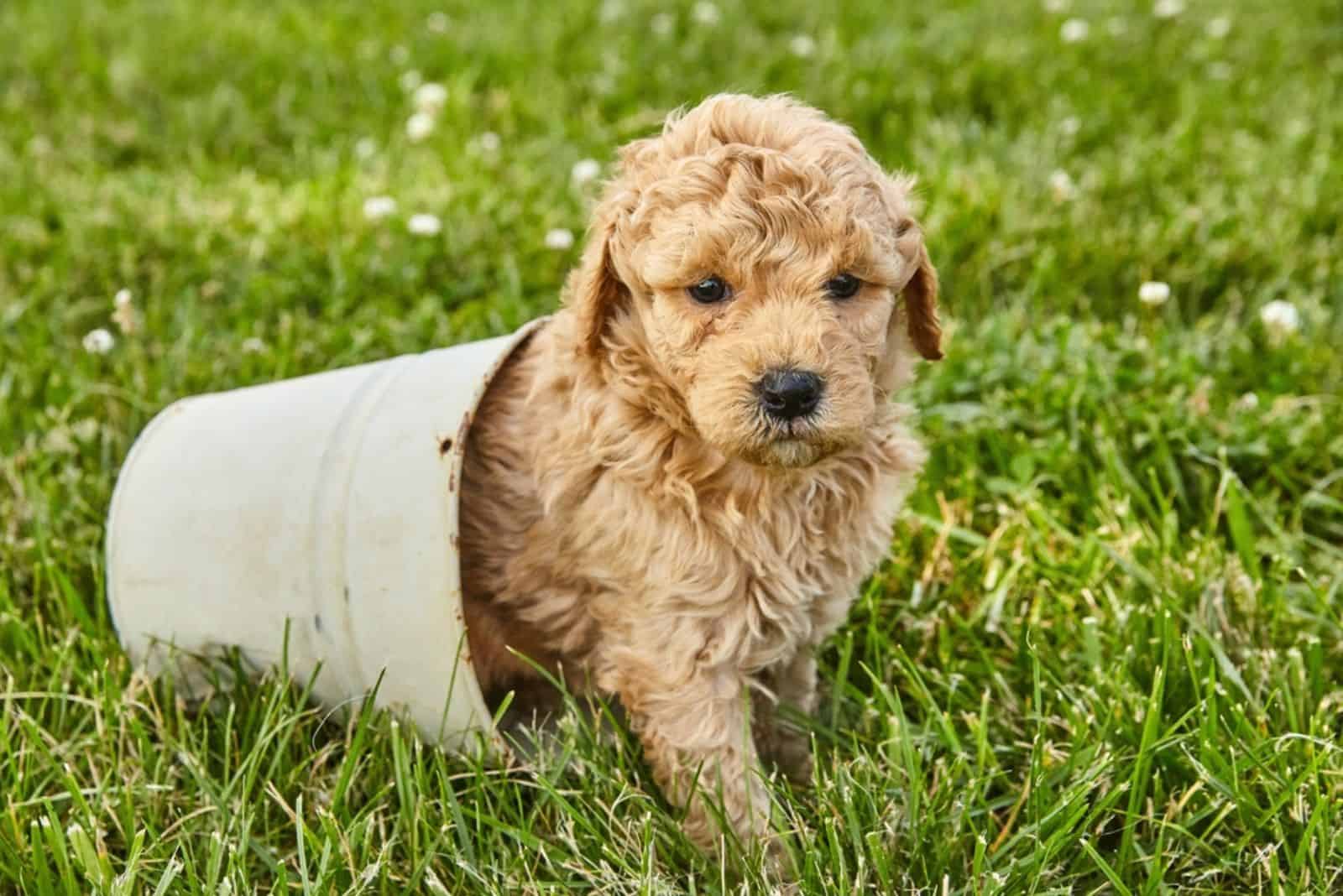 cute goldendoodle puppy sitting in a can