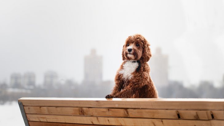 5 Cavapoo Breeders In Virginia For Mixed Breed Enthusiasts