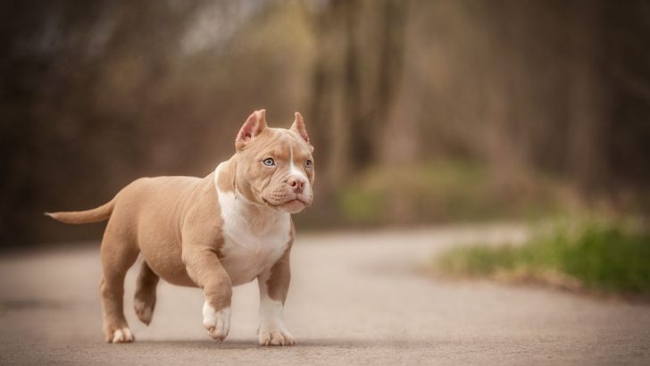 5 Pocket Bully Breeders In The UK: Only Mighty Paws