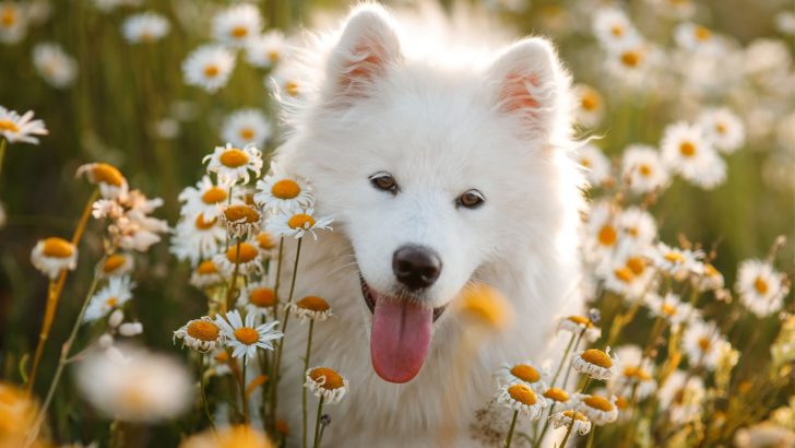 5 Samoyed Breeders In The UK: Best Sammies Of The Kingdom