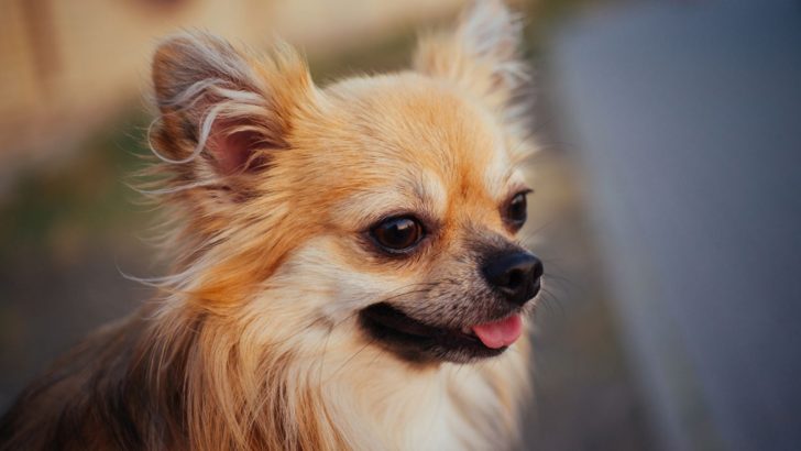 6 Actual Types Of Chihuahuas That Are Not Mixes