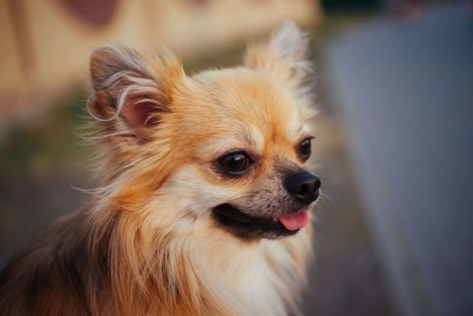long haired ginger chihuahua dog outdoors