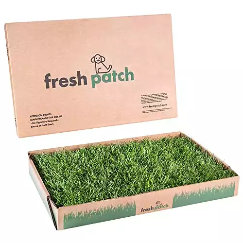 Fresh Patch Standard - Real Grass Pee and Potty Training Pad for Dogs