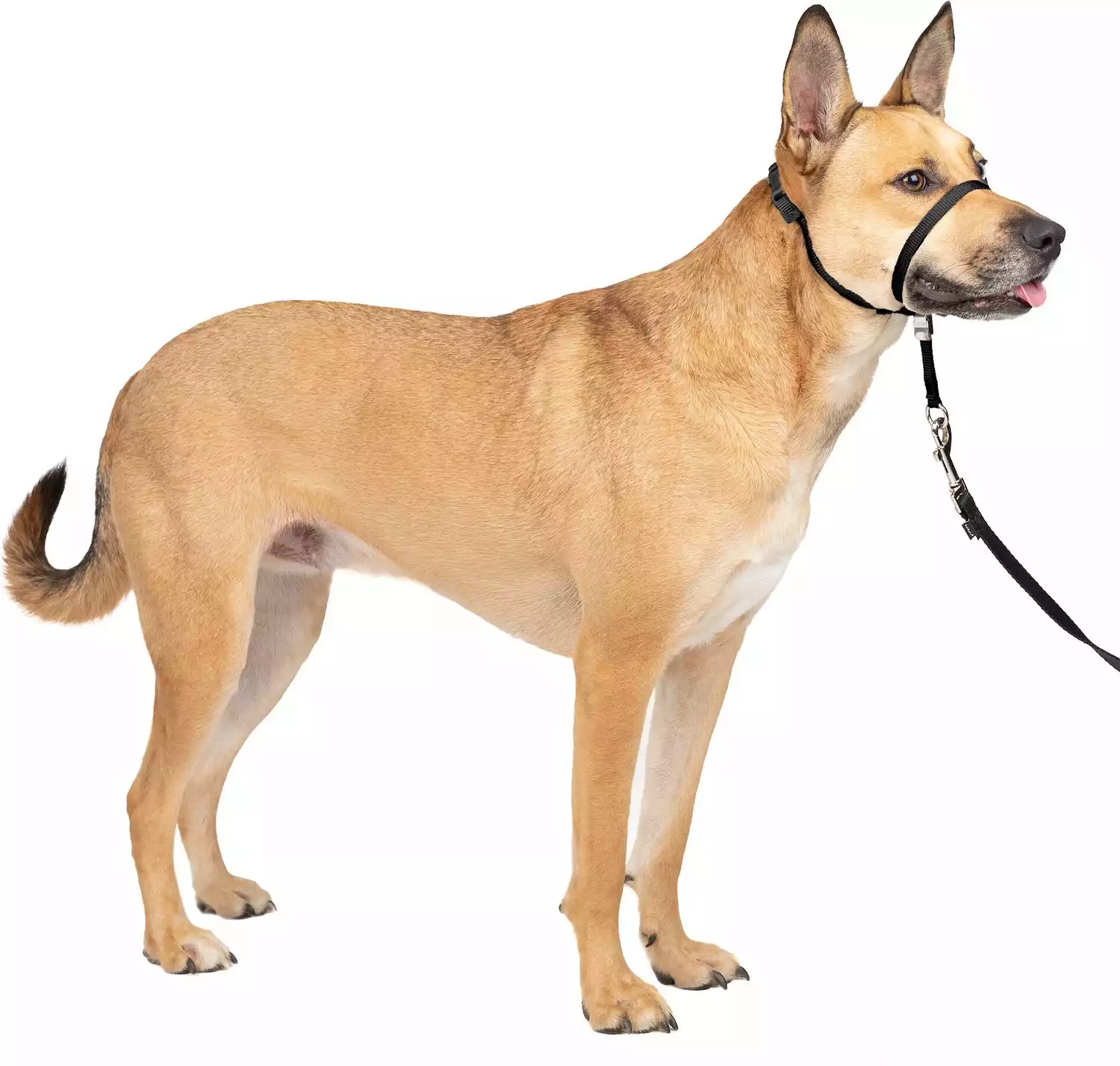 PetSafe Gentle Leader Padded No Pull Dog Headcollar