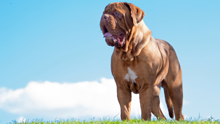 7 Best Dogue De Bordeaux Breeders In The U.S.