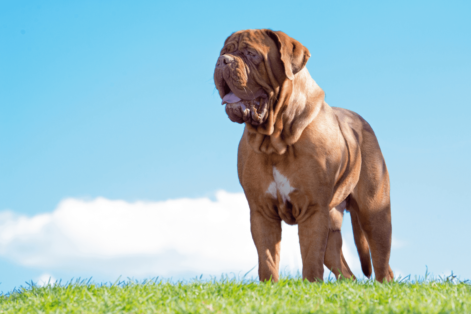 Bordeaux stands on the grass